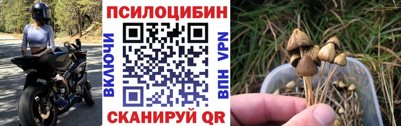 Галлюциногенные грибы Psilocybe  kraken ТОР  Полысаево 